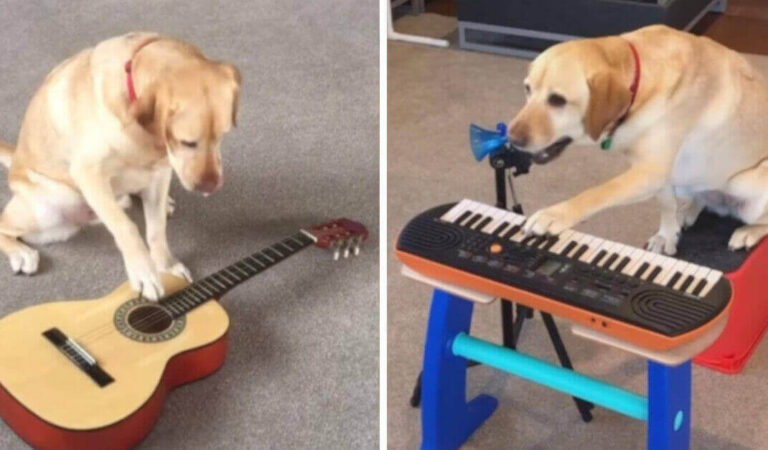 Che talento! Il cagnolino che suona la chitarra, il pianoforte e la batteria Che talento! Il cagnolino che suona la chitarra, il pianoforte e la batteria