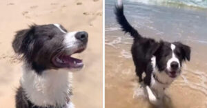 Felicità estrema! Il cane cieco va per la prima volta in spiaggia; ed ecco che ha reagito