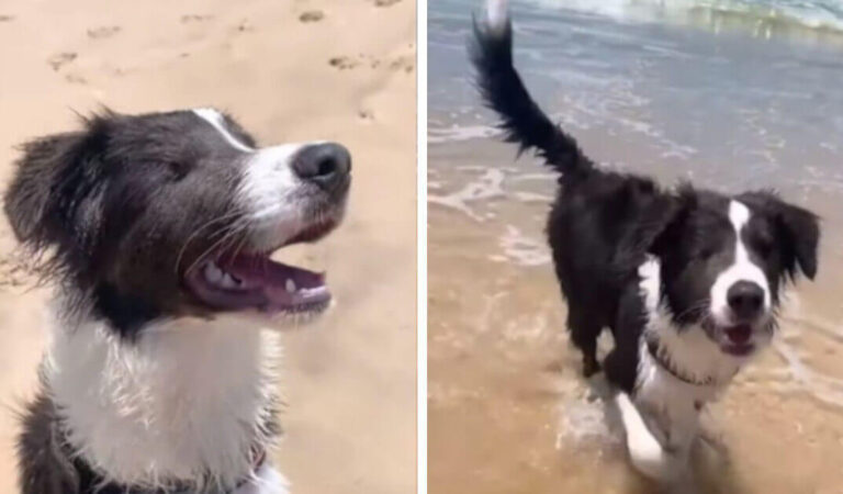 Felicità estrema! Il cane cieco va per la prima volta in spiaggia; ed ecco che ha reagito Felicità estrema! Il cane cieco va per la prima volta in spiaggia; ed ecco che ha reagito