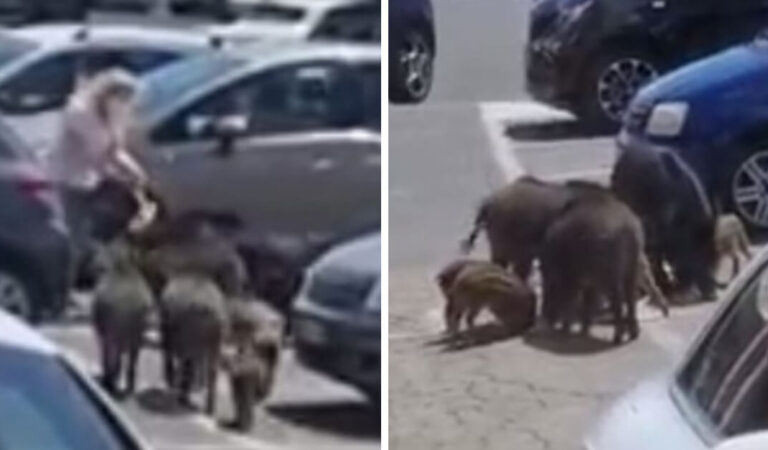 I cinghiali mettono all’angolo una donna e “rubano” i suoi acquisti mentre esce da un supermercato I cinghiali mettono all’angolo una donna e “rubano” i suoi acquisti mentre esce da un supermercato