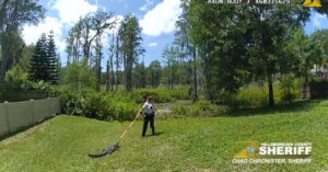 Un agente di polizia riesce a riportare un alligatore in uno stagno usando solo un manico di scopa