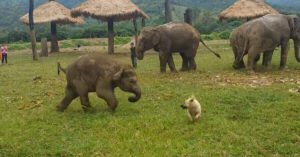 L’adorabile video di un elefantino che gioca con un cane ottiene oltre 15 milioni di visualizzazioni