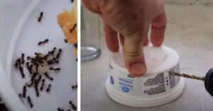 L’uomo condivide un trucco economico e facile per sbarazzarsi facilmente delle formiche