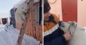 I minatori russi adottano un orso polare orfano come animale domestico e gli salvano la vita
