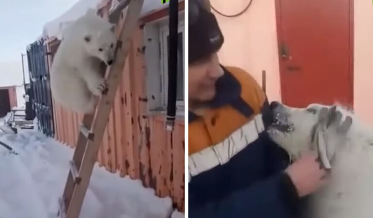 I minatori russi adottano un orso polare orfano come animale domestico e gli salvano la vita I minatori russi adottano un orso polare orfano come animale domestico e gli salvano la vita