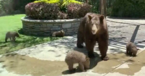 La famiglia trova cinque orsi nel proprio cortile (Video)