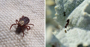 Come eliminare parassiti, formiche ed altri insetti in modo naturale