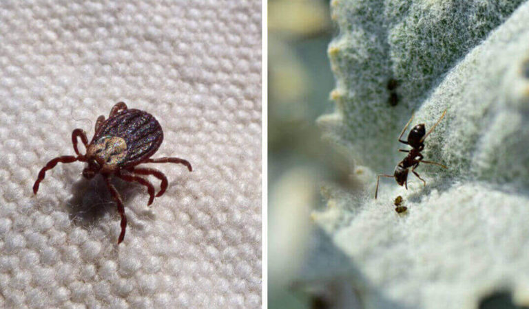 Come eliminare parassiti, formiche ed altri insetti in modo naturale Come eliminare parassiti, formiche ed altri insetti in modo naturale