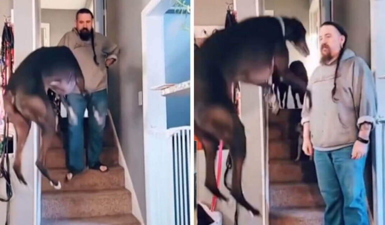 Il levriero salta di gioia ogni volta che il suo proprietario si veste per uscire Il levriero salta di gioia ogni volta che il suo proprietario si veste per uscire