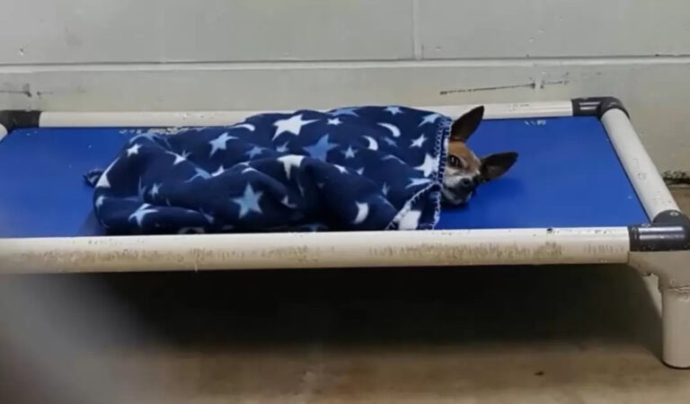 Il vecchio chihuahua lasciato al riparo si corica di notte proprio come faceva il suo padrone Il vecchio chihuahua lasciato al riparo si corica di notte proprio come faceva il suo padrone