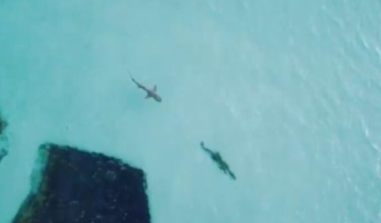 “Meglio di Godzilla e Kong”: il video di uno squalo che caccia un coccodrillo fa il giro del mondo “Meglio di Godzilla e Kong”: il video di uno squalo che caccia un coccodrillo fa il giro del mondo