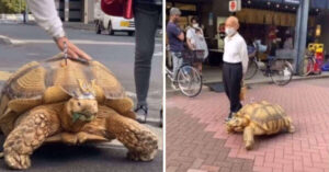 Bon-chan, la tartaruga gigante che cammina per le strade di Tokyo ed incoraggia i clienti di un’impresa di pompe funebri