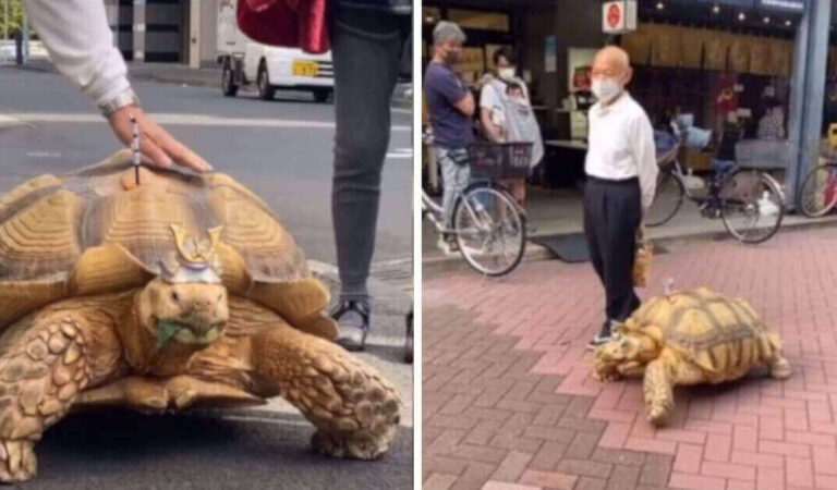 Bon-chan, la tartaruga gigante che cammina per le strade di Tokyo ed incoraggia i clienti di un’impresa di pompe funebri Bon-chan, la tartaruga gigante che cammina per le strade di Tokyo ed incoraggia i clienti di un’impresa di pompe funebri