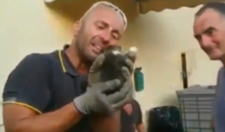 Un pompiere salva un gattino e scoppia in lacrime per l’emozione Un pompiere salva un gattino e scoppia in lacrime per l’emozione