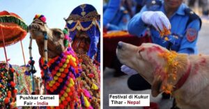 Feste dedicate agli animali: 8 festività nel mondo in cui l’uomo celebra delle creature del regno animale