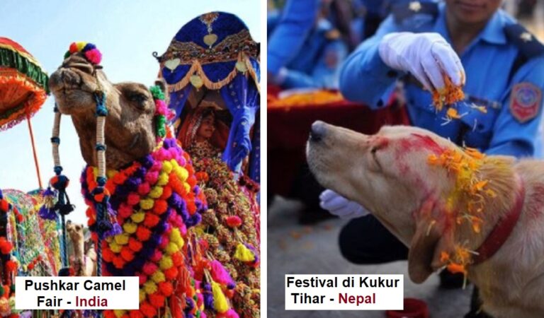 Feste dedicate agli animali: 8 festività nel mondo in cui l’uomo celebra delle creature del regno animale Feste dedicate agli animali: 8 festività nel mondo in cui l’uomo celebra delle creature del regno animale