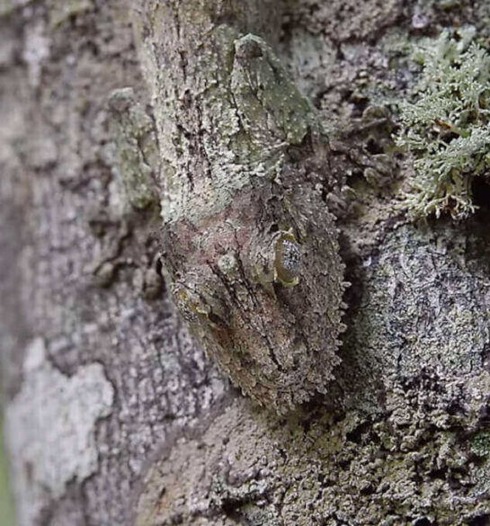 Impossibile da vedere! Riprendono un geco che si mimetizza perfettamente su un albero Impossibile da vedere! Riprendono un geco che si mimetizza perfettamente su un albero