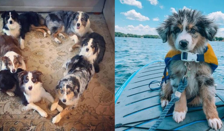 Il cane perfetto: 15 motivi per cui dovresti adottare un pastore australiano Il cane perfetto: 15 motivi per cui dovresti adottare un pastore australiano