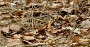 13 foto che nascondono un intruso. Difficile vederli al primo sguardo. Riuscite a vederli?