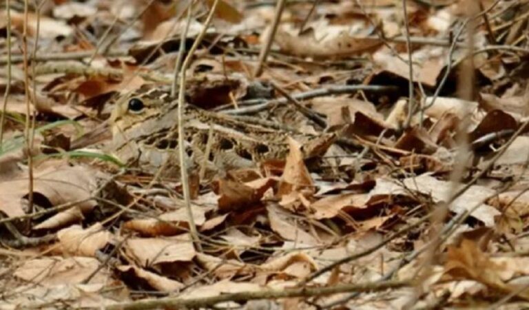 13 foto che nascondono un intruso. Difficile vederli al primo sguardo. Riuscite a vederli? 13 foto che nascondono un intruso. Difficile vederli al primo sguardo. Riuscite a vederli?