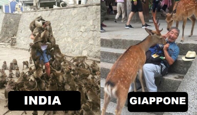 10 Foto che mostrano come in altri Paesi vivono degli animali infestanti come i “piccioni” in Italia 10 Foto che mostrano come in altri Paesi vivono degli animali infestanti come i “piccioni” in Italia