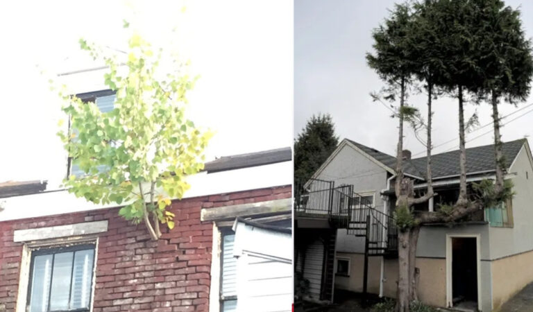 Mai arrendersi! 20 alberi che sono riusciti a superare alcuni ostacoli per sopravvivere Mai arrendersi! 20 alberi che sono riusciti a superare alcuni ostacoli per sopravvivere