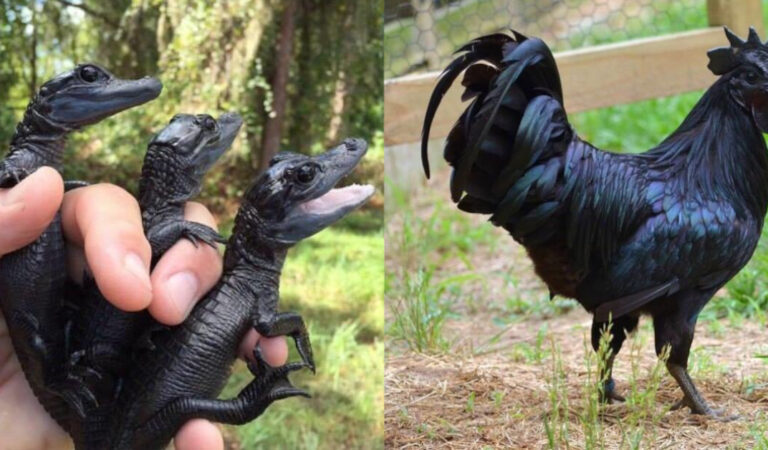 16 animali neri che il melanismo ha reso particolarmente affascinanti. 16 animali neri che il melanismo ha reso particolarmente affascinanti.