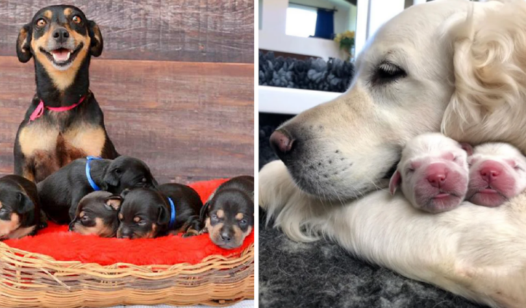 19 orgogliose mamme di cani con i loro cuccioli. Quanta tenerezza! 19 orgogliose mamme di cani con i loro cuccioli. Quanta tenerezza!