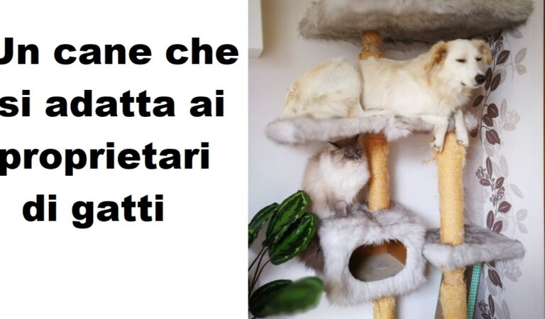 Cani che pensano di essere gatti: 15 persone che hanno condiviso foto divertenti Cani che pensano di essere gatti: 15 persone che hanno condiviso foto divertenti
