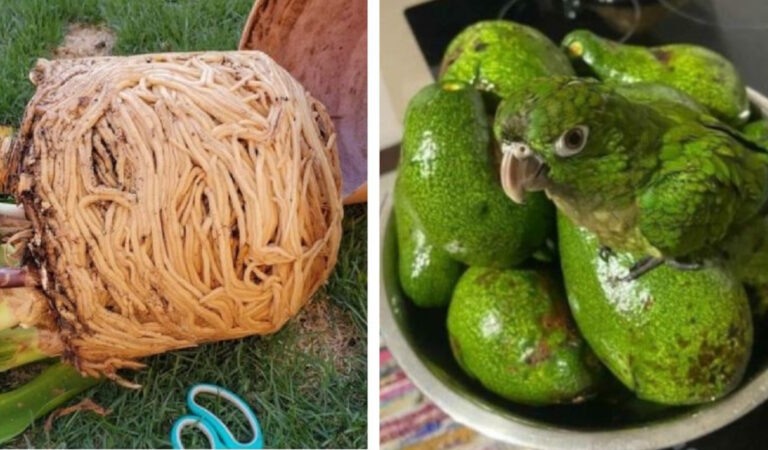 Sembrano appetitosi ma non sono commestibili: 17 casi in cui oggetti e animali fingono di essere gustosi alimenti Sembrano appetitosi ma non sono commestibili: 17 casi in cui oggetti e animali fingono di essere gustosi alimenti