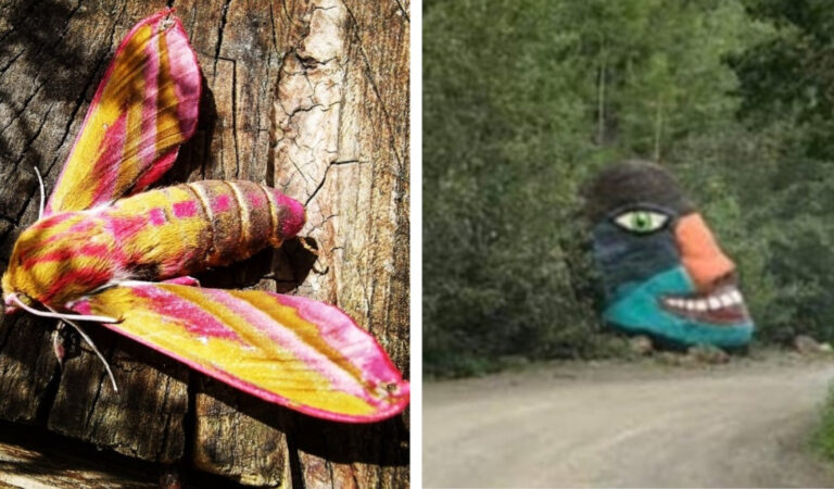 17 cose insolite che da vicino si sono rivelate ancora più sorprendenti 17 cose insolite che da vicino si sono rivelate ancora più sorprendenti