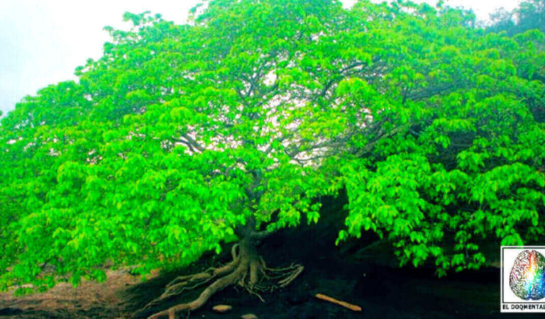 L’albero della morte è il più pericoloso dell’intero pianeta Terra L’albero della morte è il più pericoloso dell’intero pianeta Terra