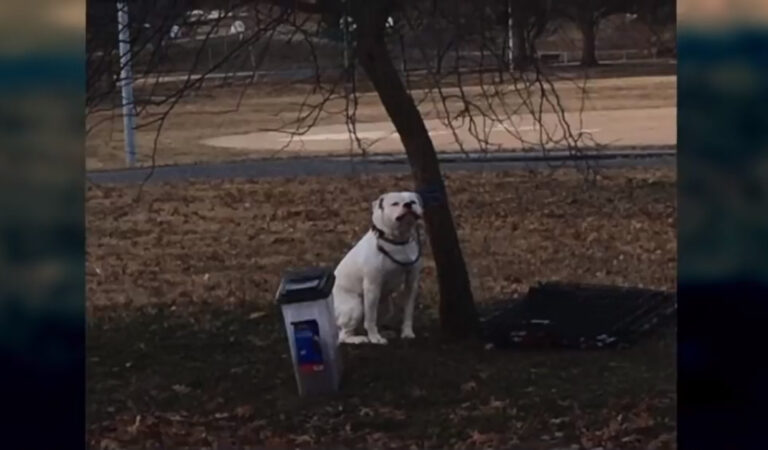 Il Bulldog tremante viene abbandonato al freddo con solo un bigliettino e le sue cose Il Bulldog tremante viene abbandonato al freddo con solo un bigliettino e le sue cose