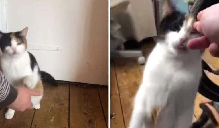 Affascinante gattino sordo comunica con la sua famiglia con il linguaggio dei segni Affascinante gattino sordo comunica con la sua famiglia con il linguaggio dei segni