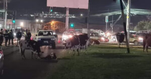 La mucca partorisce in mezzo alla strada trafficata. I conducenti fermano le loro auto per proteggerla