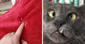 17 gatti che mostrato i loro denti aguzzi: vorrebbero far paura ma sono buffi