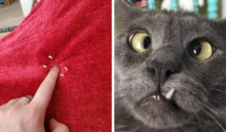 17 gatti che mostrato i loro denti aguzzi: vorrebbero far paura ma sono buffi 17 gatti che mostrato i loro denti aguzzi: vorrebbero far paura ma sono buffi
