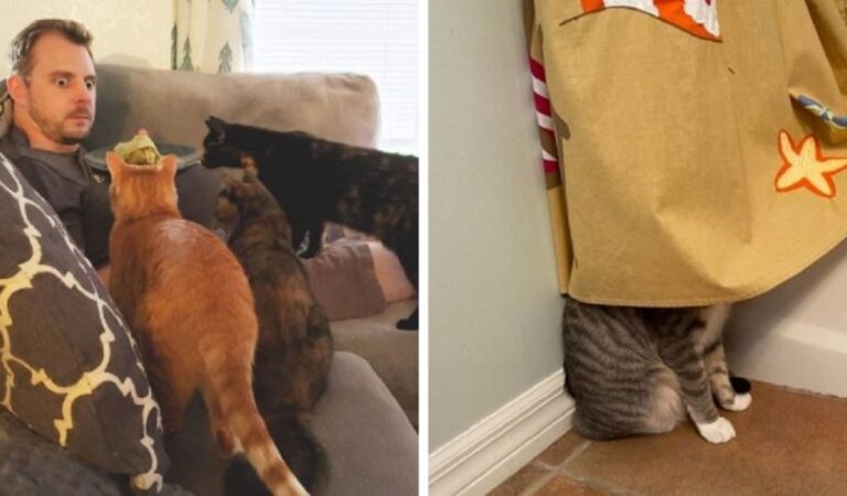 Come non adorarli! 16 abitudini feline che conoscono gli amanti dei gatti Come non adorarli! 16 abitudini feline che conoscono gli amanti dei gatti