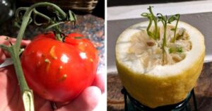 Sembrano incredibili: 16 casi particolari di frutta germogliata al suo interno