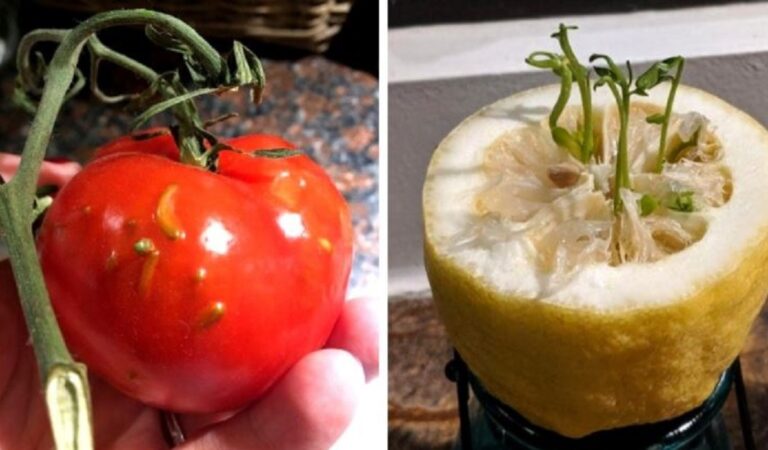 Sembrano incredibili: 16 casi particolari di frutta germogliata al suo interno Sembrano incredibili: 16 casi particolari di frutta germogliata al suo interno