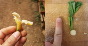 19 persone che hanno condiviso le foto del loro raccolto, che sembra provenire da  “Lilliput”