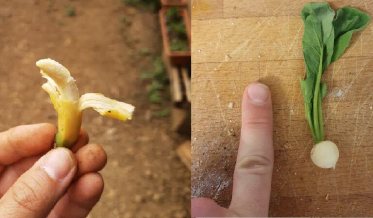 19 persone che hanno condiviso le foto del loro raccolto, che sembra provenire da “Lilliput” 19 persone che hanno condiviso le foto del loro raccolto, che sembra provenire da “Lilliput”