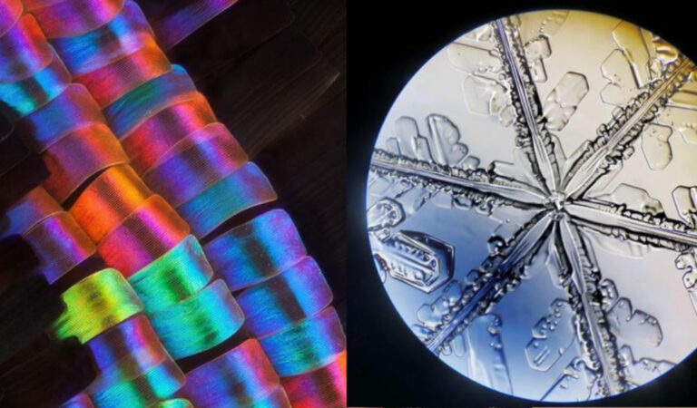 15 foto che mostrano quali segreti rivelano alcune cose intorno a noi osservate al microscopio 15 foto che mostrano quali segreti rivelano alcune cose intorno a noi osservate al microscopio