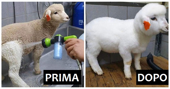 19 persone soddisfatte, dopo una puliza profonda hanno postato le foto prima e dopo 19 persone soddisfatte, dopo una puliza profonda hanno postato le foto prima e dopo