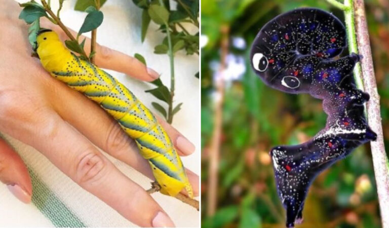 15 splendidi bruchi che sono dei veri capolavori della natura 15 splendidi bruchi che sono dei veri capolavori della natura