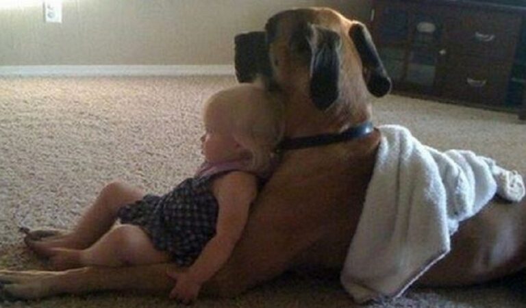 Che dolcezza! 15 cani molto grandi che sono pieni di tenerezza e amore verso i loro compagni umani Che dolcezza! 15 cani molto grandi che sono pieni di tenerezza e amore verso i loro compagni umani