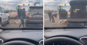 Una donna ferma il traffico per salvare tre cani che stavano per attraversare, nessuno li stava aiutando