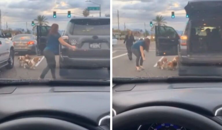 Una donna ferma il traffico per salvare tre cani che stavano per attraversare, nessuno li stava aiutando Una donna ferma il traffico per salvare tre cani che stavano per attraversare, nessuno li stava aiutando
