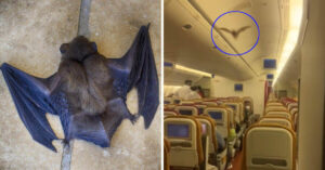 Pipistrello terrorizza i passeggeri quando si intrufola nel bel mezzo di un viaggio in aereo