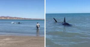 Un uomo trova un enorme squalo bianco sulla riva della spiaggia e si lancia senza pensare